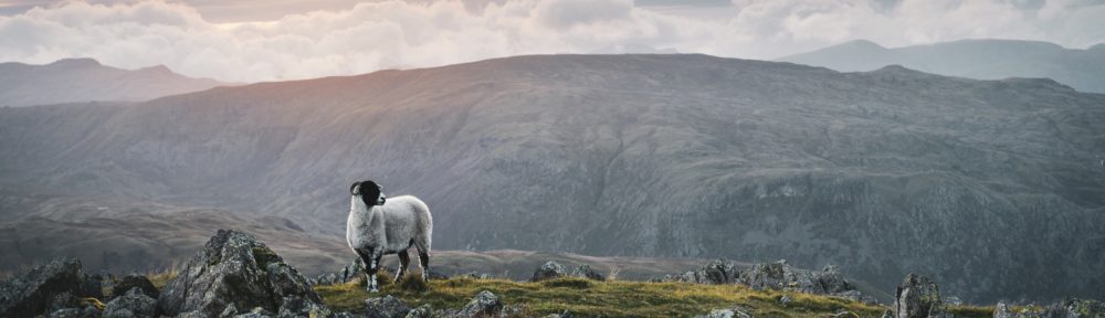 A sheep in the wilderness